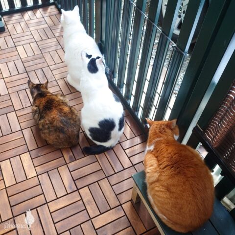 coco & fumi & Lin & Ryu