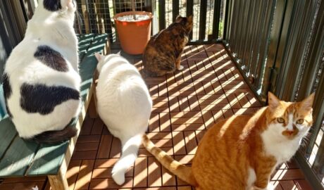 coco & fumi & Lin & Ryu