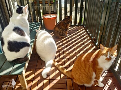 coco & fumi & Lin & Ryu