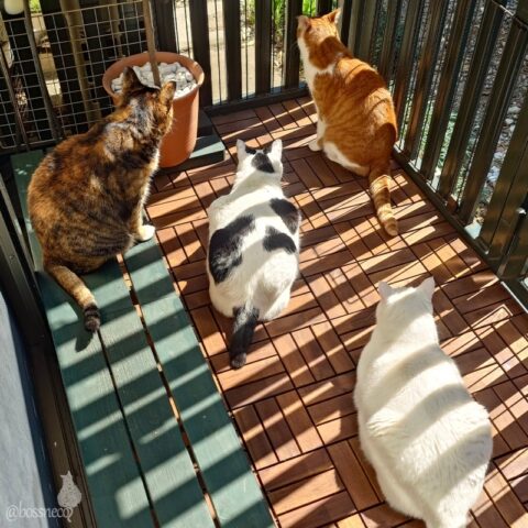 coco & fumi & Lin & Ryu