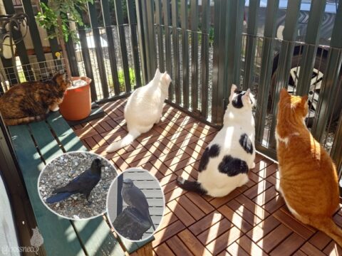 coco & fumi & Lin & Ryu