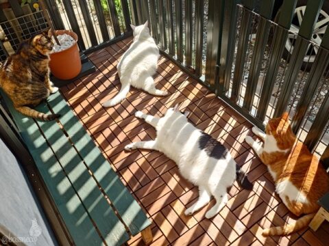 coco & fumi & Lin & Ryu