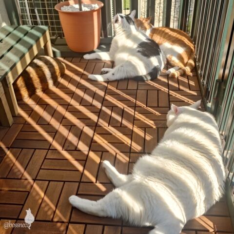 coco & fumi & Lin & Ryu