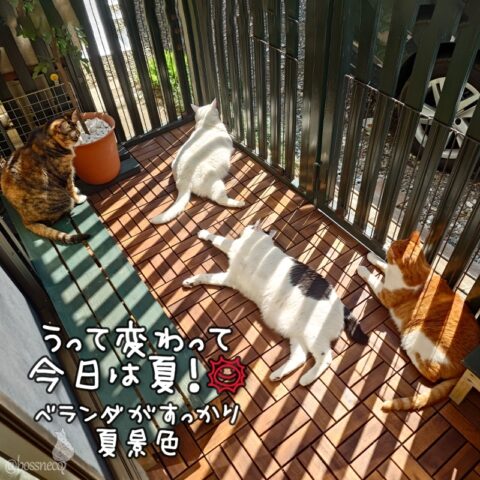 coco & fumi & Lin & Ryu