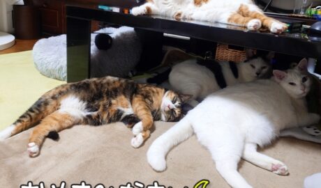 coco & fumi & Lin & Ryu