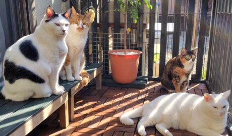 coco & fumi & Lin & Ryu