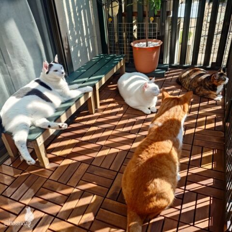 coco & fumi & Lin & Ryu