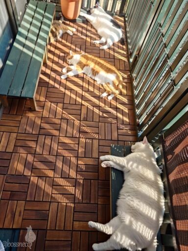 coco & fumi & Lin & Ryu