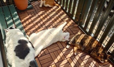 coco & fumi & Lin & Ryu