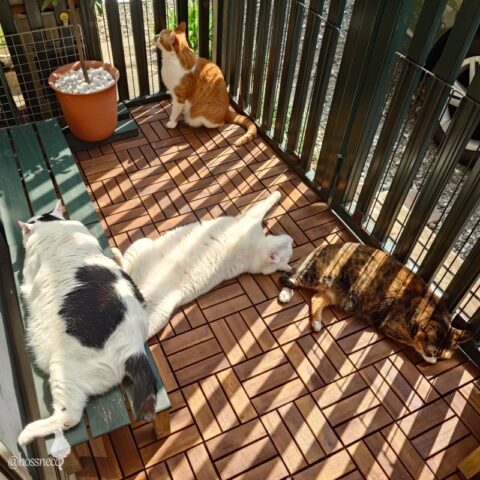 coco & fumi & Lin & Ryu