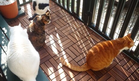 coco & fumi & Lin & Ryu