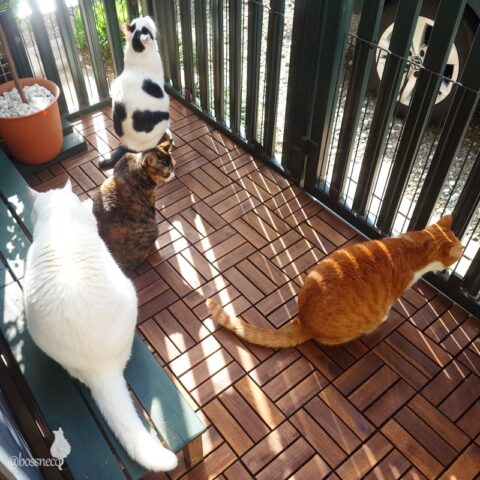 coco & fumi & Lin & Ryu