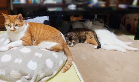 coco & fumi & Lin & Ryu