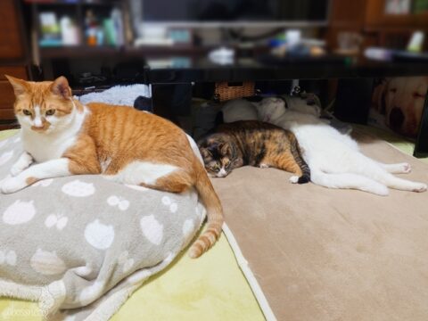 coco & fumi & Lin & Ryu