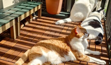 coco & fumi & Lin & Ryu