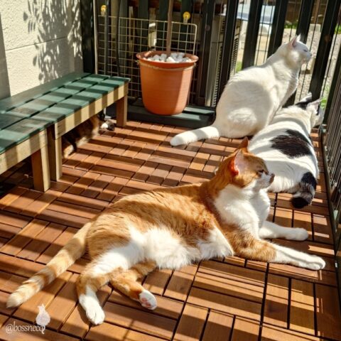 coco & fumi & Lin & Ryu