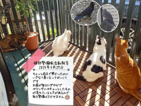 coco & fumi & Lin & Ryu