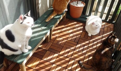 coco & fumi & Lin & Ryu