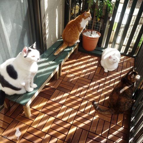 coco & fumi & Lin & Ryu