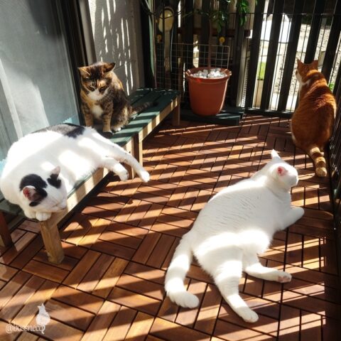 coco & fumi & Lin & Ryu