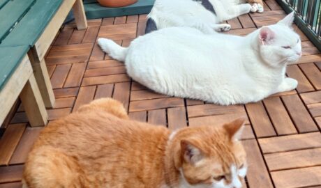 coco & fumi & Lin & Ryu