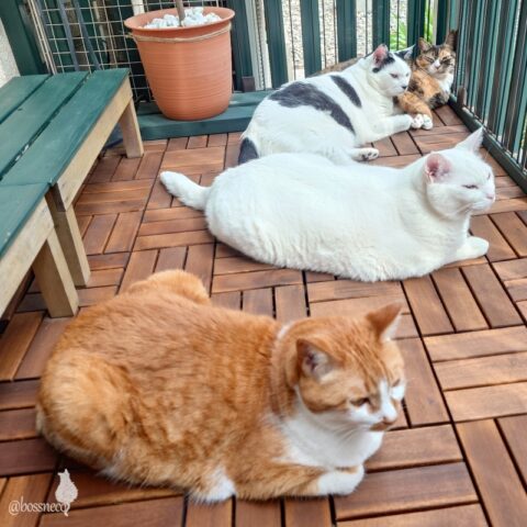 coco & fumi & Lin & Ryu