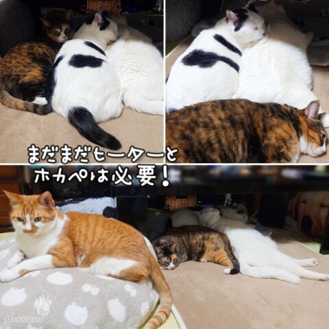 coco & fumi & Lin & Ryu