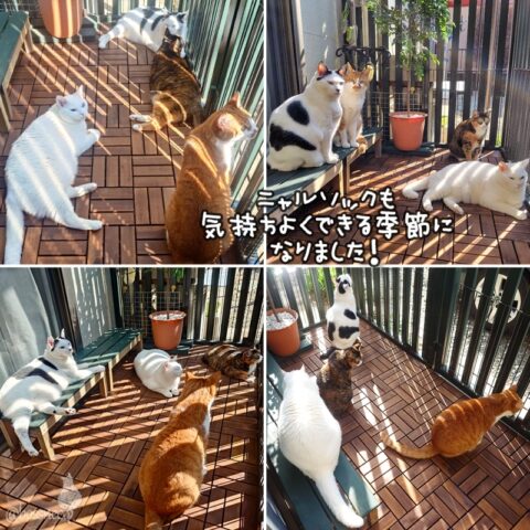 coco & fumi & Lin & Ryu