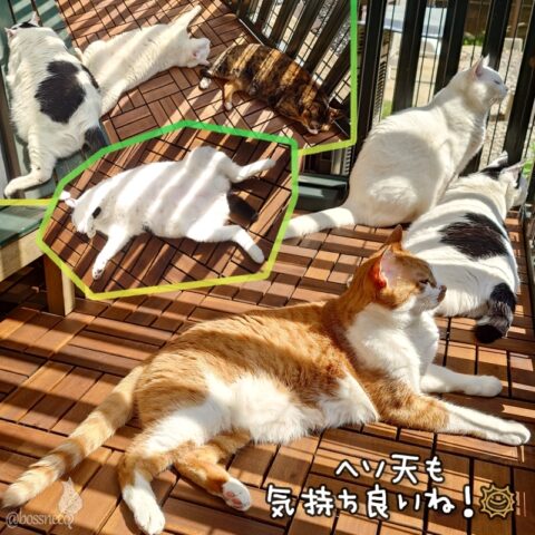 coco & fumi & Lin & Ryu