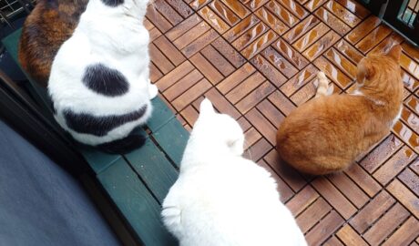 coco & fumi & Lin & Ryu