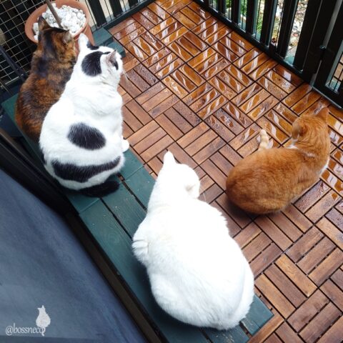 coco & fumi & Lin & Ryu