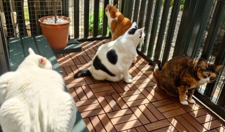 coco & fumi & Lin & Ryu