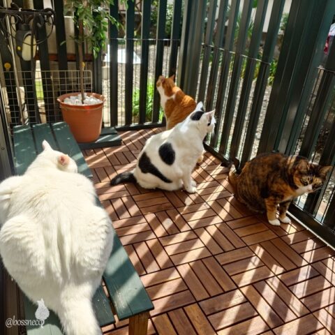 coco & fumi & Lin & Ryu