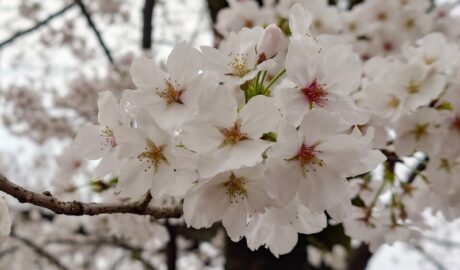 喜多院の桜