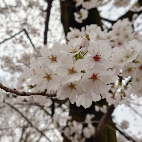 喜多院の桜