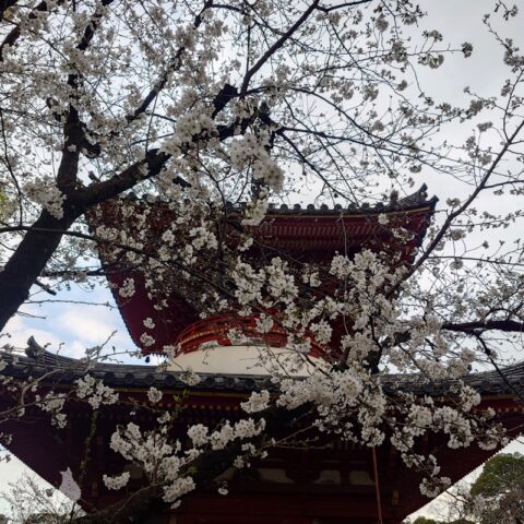 喜多院の桜