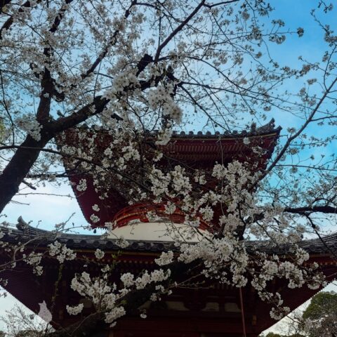 喜多院の桜（青空補正
