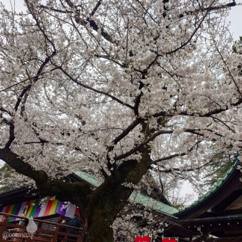 喜多院の桜