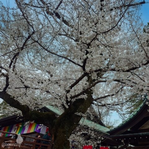喜多院の桜（青空補正