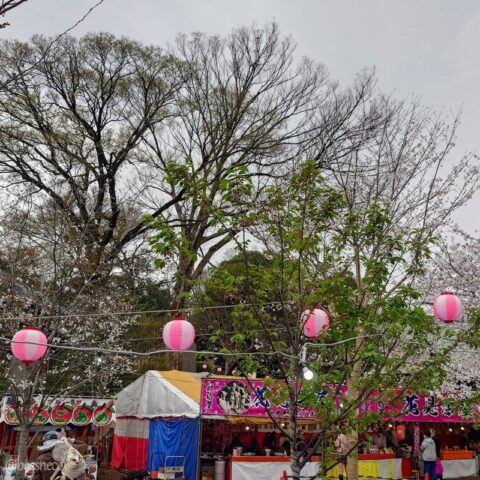 喜多院の桜