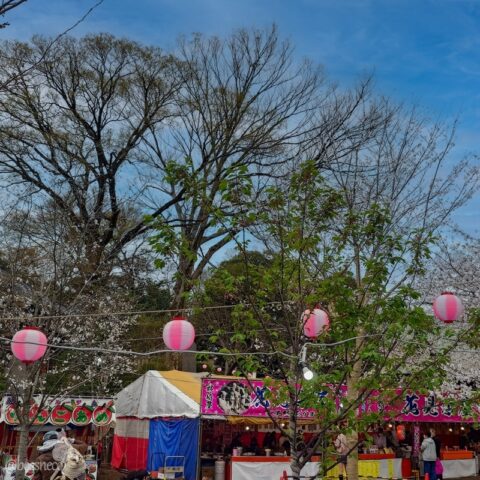 喜多院の桜（青空補正