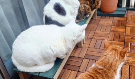 coco & fumi & Lin & Ryu