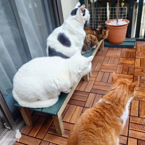 coco & fumi & Lin & Ryu