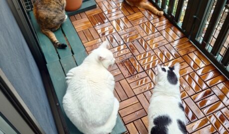 coco & fumi & Lin & Ryu