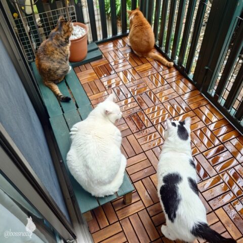 coco & fumi & Lin & Ryu