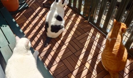 coco & fumi & Lin & Ryu