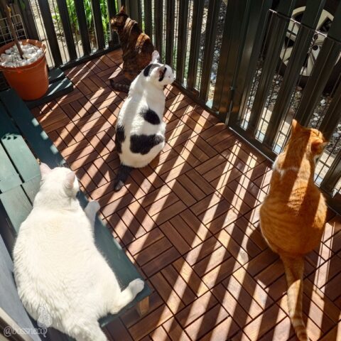 coco & fumi & Lin & Ryu