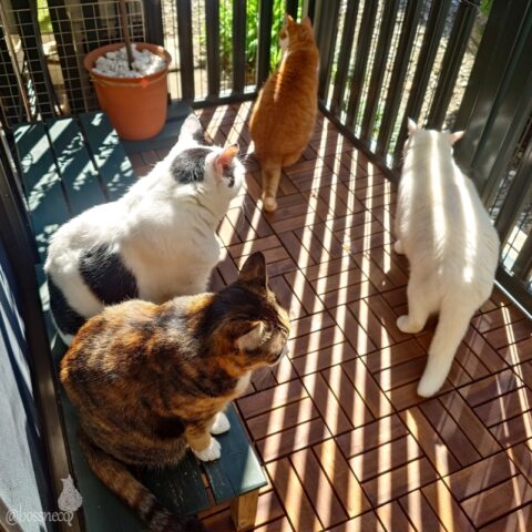 coco & fumi & Lin & Ryu