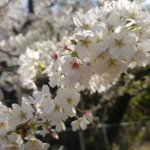 仙川の桜