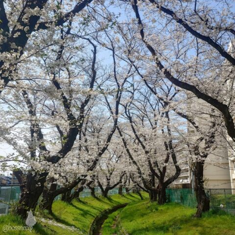 仙川の桜